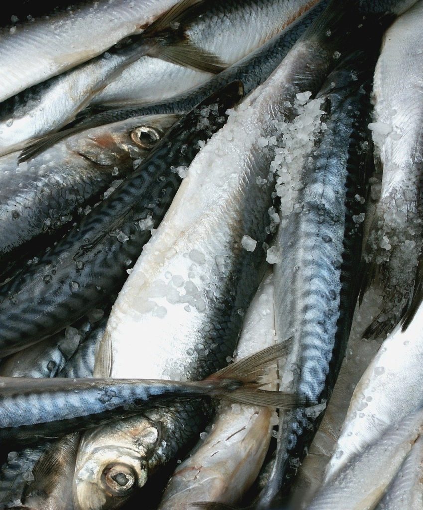 Fisket på Rossö